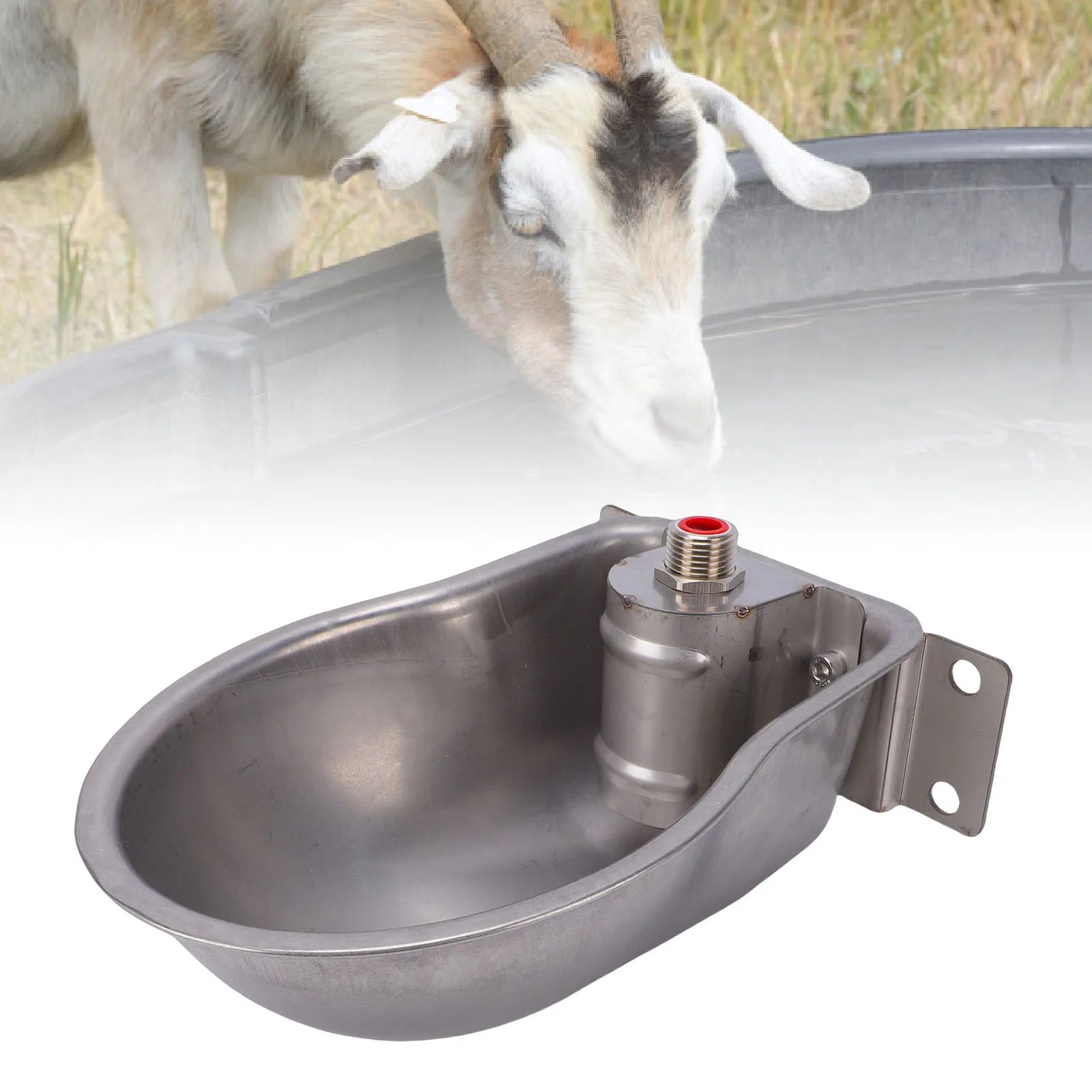 Manewise stable waterer mounted near larger trough with goat drinking